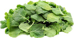 DWARF Siberian Kale, Babyleaf/Microgreen/full leaf harvests, Vegetable Seeds, - Caribbeangardenseed