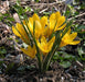 Crocus Chrysanthus 'DOROTHY',BULBS (SNOW CROCUS) - Caribbeangardenseed
