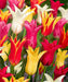 FALL BULBS, Lily flowering Tulip , - Caribbeangardenseed