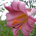 Trumpet Lily ,Pink Perfection,(3 bulbs) highly fragrant - Caribbeangardenseed