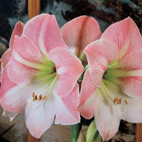 Amaryllis Cherry Blossom (BULBS) DOUBLE FLOWERS,GREAT GIFT - Caribbeangardenseed