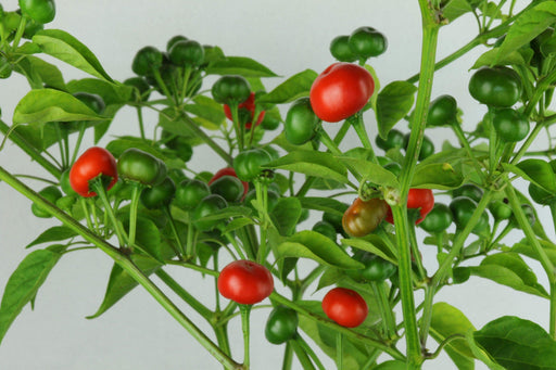 Aji Tapachula (10 Pepper Seeds) Capsicum baccatum variety with cherry shaped - Caribbeangardenseed