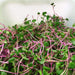 Radish Sprouting Seeds "Hong Vit " Grow Year round, Asian Vegetable - Caribbeangardenseed
