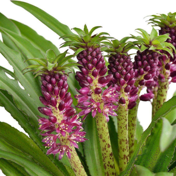 Eucomis comosa 'Reuben' (Pineapple Lily) Bulb,Elegant,Tropical . - Caribbeangardenseed