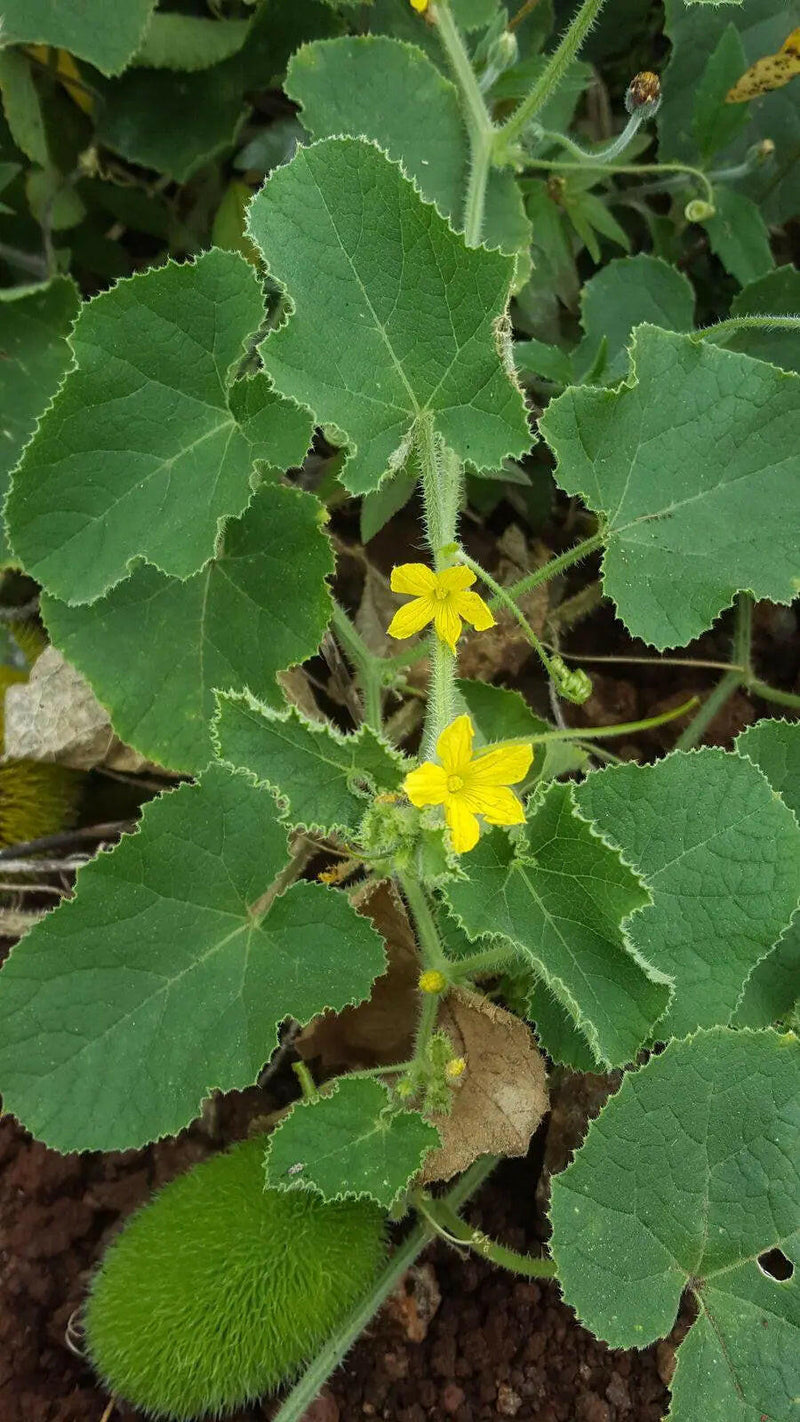 Hedgehog Cucumber SEEDS (Echinocystis lobata) Annual VINE - Caribbeangardenseed