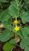 Hedgehog Cucumber SEEDS (Echinocystis lobata) Annual VINE - Caribbeangardenseed