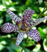 Japanese Toad Lily SEEDS (Tricyrtis Hirta) GREAT FOR SHADE - Caribbeangardenseed
