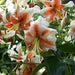 Lily,Lady Alice,bulbs) highly fragrant - Caribbeangardenseed