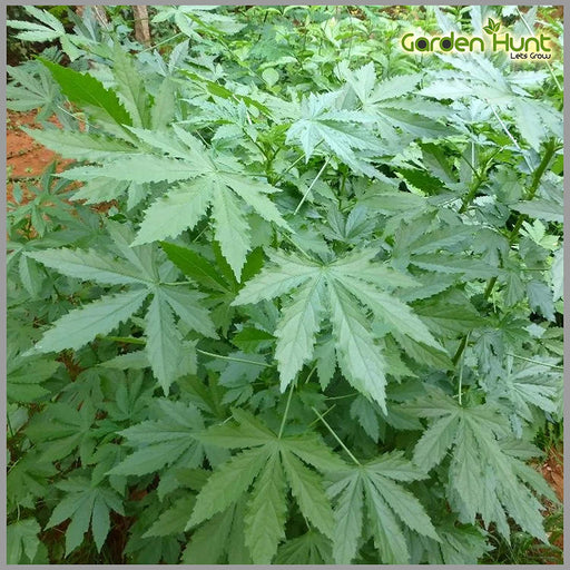 Jamaican Sorrel Seeds, (Green/WHITE stem , SOUR LEAF - Caribbeangardenseed