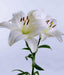 'Litouwen' - Easter x Asiatic Hybrid Lily .-,3 Bulbs, ,Suitable for forcing - Caribbeangardenseed