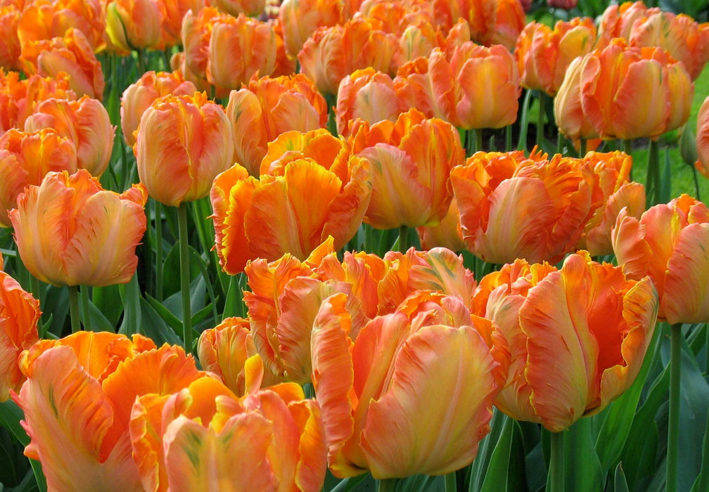 Parrot King tulip-10 Bulbs,12/+cm, Excellent for Bouquets Flowers - Caribbeangardenseed