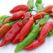Aji Delight Pepper Seeds– Capsicum Baccatum) SWEET, NO HEAT - Caribbeangardenseed