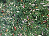 aji omnicolor Pepper Seeds ( Capsum Baccatum) from Peru, Mild , Beautiful ! - Caribbeangardenseed