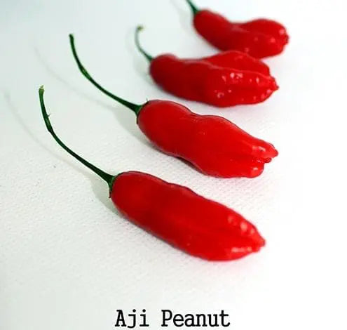 Aji Peanut Pepper Seeds (Capsicum baccatum) Heirloom,Open pollinated. - Caribbeangardenseed