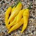 Aji Pineapple Pepper Seeds ,CAPSICUM BACCATUM - Caribbeangardenseed