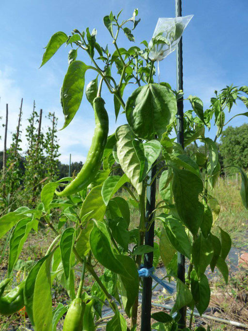 Aji PACAY Pepper Seeds, Capsicum baccatum - Caribbeangardenseed