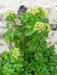 Alisanders, AKA Black Lovage SEEDS (SMYRNIUM olusatrum) Perennial Herb ! - Caribbeangardenseed