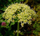 Alisanders, AKA Black Lovage SEEDS (SMYRNIUM olusatrum) Perennial Herb ! - Caribbeangardenseed