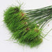 Allium BULBS -"Allium Hair" Perennials ,Returns year after year - Caribbeangardenseed