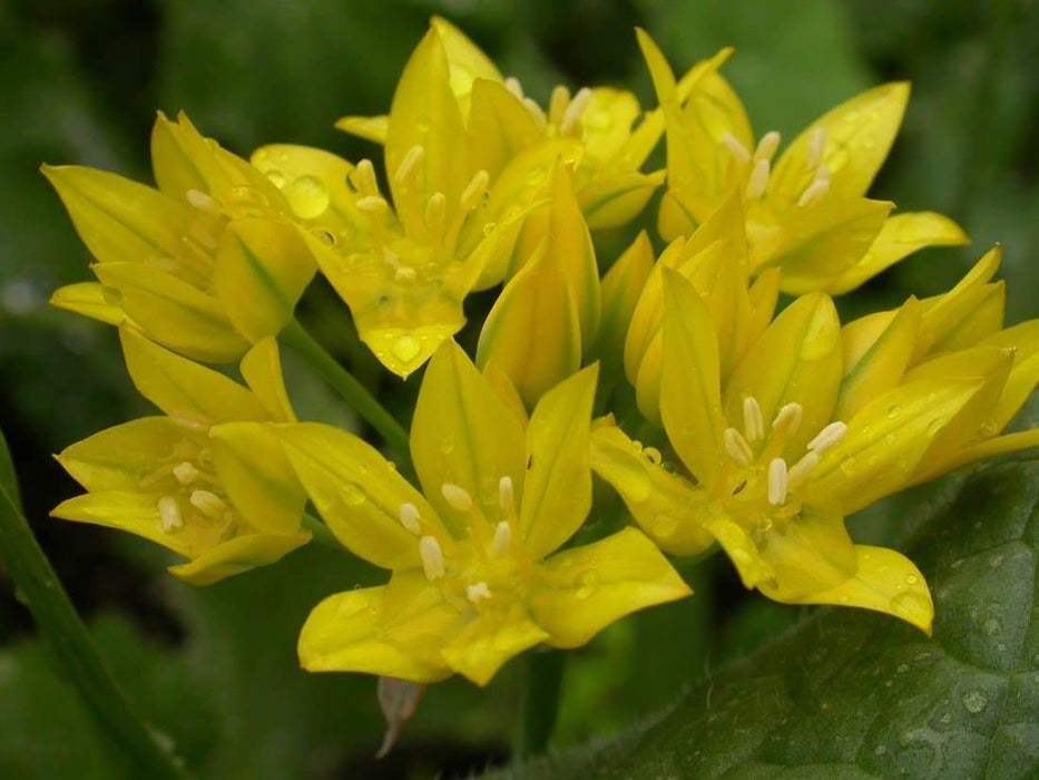 Yellow Allium Bulbs -Allium Moly ,Perennial in Zones 4-8" - Caribbeangardenseed