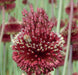 Allium Forelock - Perennials Bulbs, 20/+ cm ! - Caribbeangardenseed