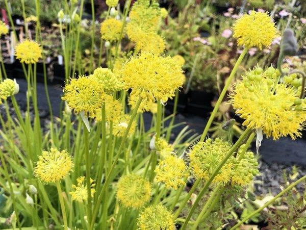 Hooker's onion,Seeds, Brilliant yellow bell-shaped flowers. Rare. - Caribbeangardenseed