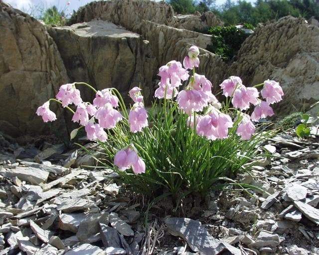 Piedmont Garlic Seeds, Flowers of Narcissu, (Allium narcissiflorum) - Caribbeangardenseed