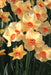 Daffodil Altruist, SMALL CUP,BULBS Size 12/14 cm - Caribbeangardenseed