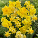 Narcissi Long-lasting 'Amsterdam Mixture'- Daffodil Bulb - Caribbeangardenseed