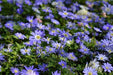 Anemone Blanda Flowers Bulb Blue Shade, Windflowe Plant ,Hardy Perennial - Caribbeangardenseed