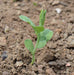 Annual Sweet Pea ‘High Scent’ (Lathyrus odoratus) FLOWERS - Caribbeangardenseed