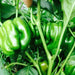 RED HOT BELL PEPPER, LIVE PLANT, Antep Aci Dolma-Capsicum annuum - Caribbeangardenseed