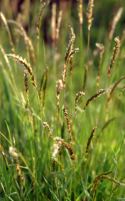 Sweet Vernal Grass seed (Anthoxanthum odoratum ) , Perennial - Caribbeangardenseed