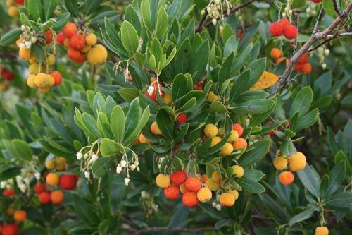 Strawberry Tree SEEDS - Arbutus unedo, PERENNIAL SHRUB - Caribbeangardenseed