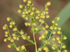 Sweet Annie, Herb seeds (Qing-hao, ) - Caribbeangardenseed