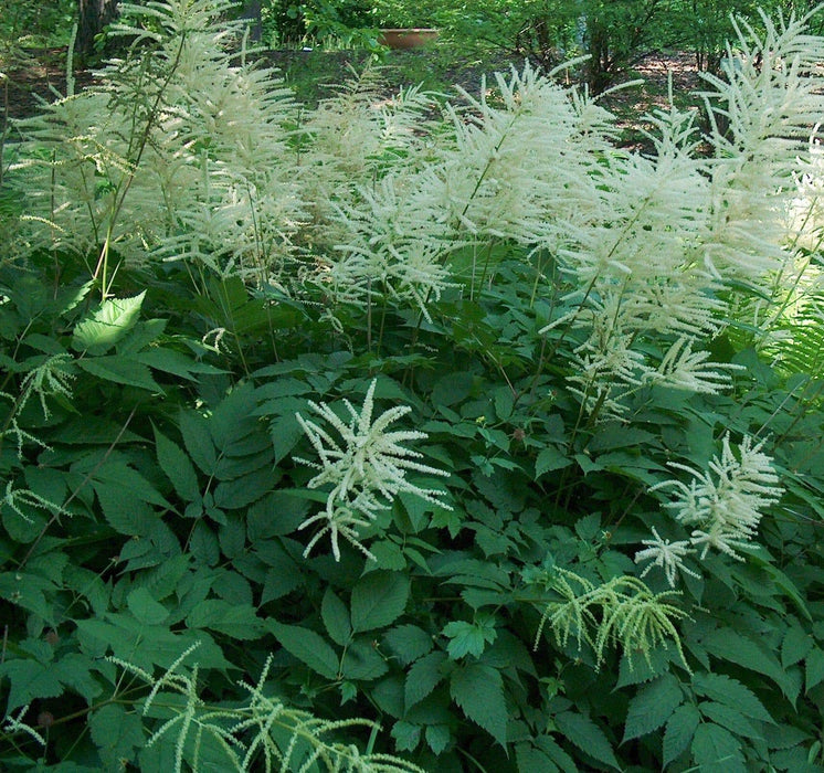 GOATS BEARD Flowers Seed (Aruncus Dioicus ) great for shade - Caribbeangardenseed