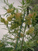 Balloon Plant Milkweed, ( Asclepias physocarpa ) Tender Perennia - Caribbeangardenseed