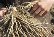 Asparagus Crown, ASPARAGUS PURPLE PASSION Roots, Garden Vegetable - Caribbeangardenseed