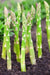 ASPARAGUS SEEDS, (Mary Washington ) Heirloom Vegetable ,Perennial - Caribbeangardenseed
