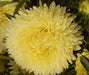Aster Flowers Seeds - (Callistephus Tall Paeony Duchess Yellow) - Caribbeangardenseed