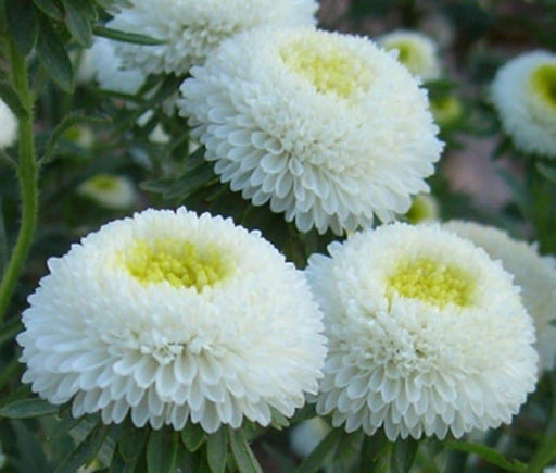 Aster Flowers Seeds,Pompon White -Tall Pompon - Caribbeangardenseed