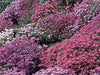 Rockcress Flowers Seeds - Aubrieta Royal Mix ,Perennial - Caribbeangardenseed