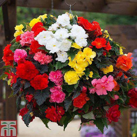 Begonia NON STOP MIXED ( 3 Bulbs) Fragrant BLOOM - Caribbeangardenseed