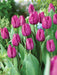 Tulip Purple Prince ( Bulbs Size 12/+cm) Single, Late Season Bloom - Caribbeangardenseed