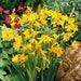 Crocosmia Bulbs George Davidson,Yellow, HUMMINGBIRD IRIS,drought-tolerant,zones 6 through 10. - Caribbeangardenseed