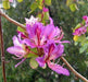 Orchid Tree SEEDS, Mountain Ebony, Bauhinia variegata - Caribbeangardenseed