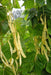 Bean Seeds - Pole - Yellow Bai Bu Lao, ASIAN VEGETABLE - Caribbeangardenseed