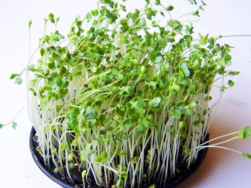Sprouting broccoli /calabrese green ,Microgreen Seeds - Caribbeangardenseed