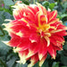 Dahlia, Dinnerplate ‘Bodacious’ (Tuber) Great Cut Flowers, Bloom Summer to fall - Caribbeangardenseed