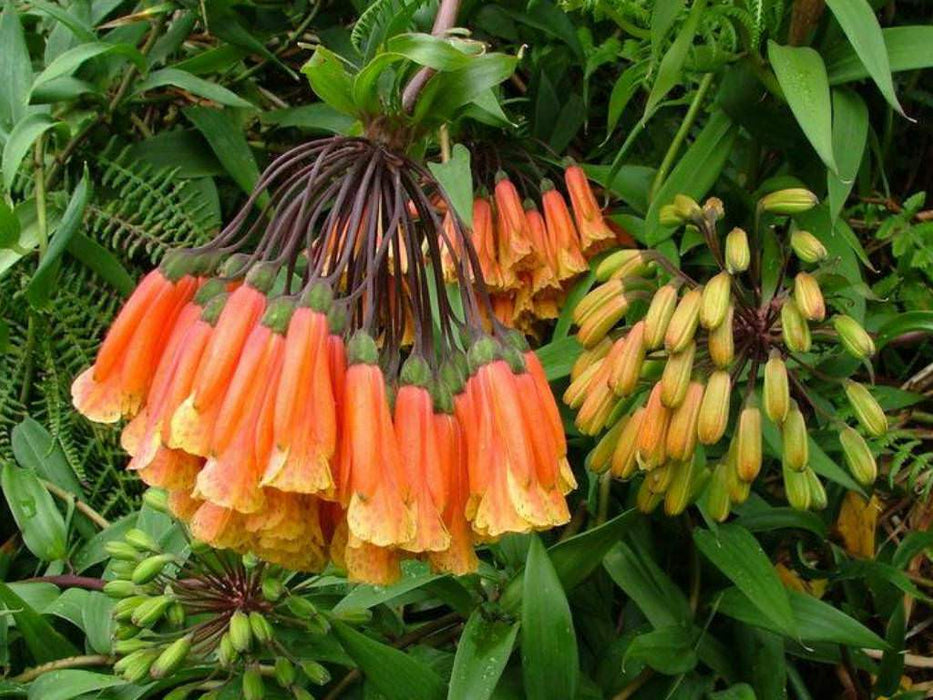 Colombian Climbing Lily SEEDS (Bomarea multiflora) TROPICAL VINE - Caribbeangardenseed